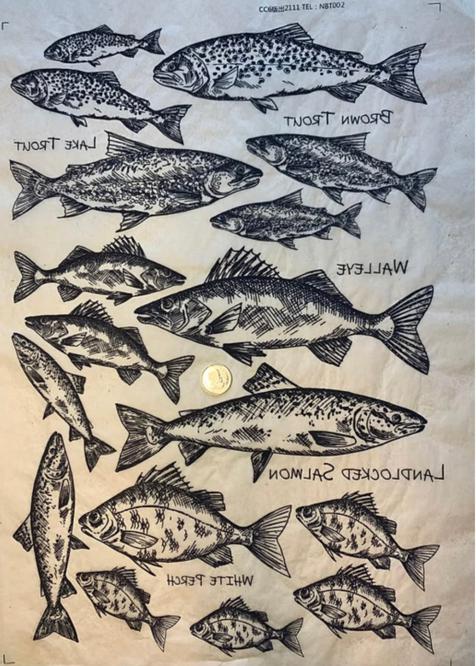 The Big Catch 1