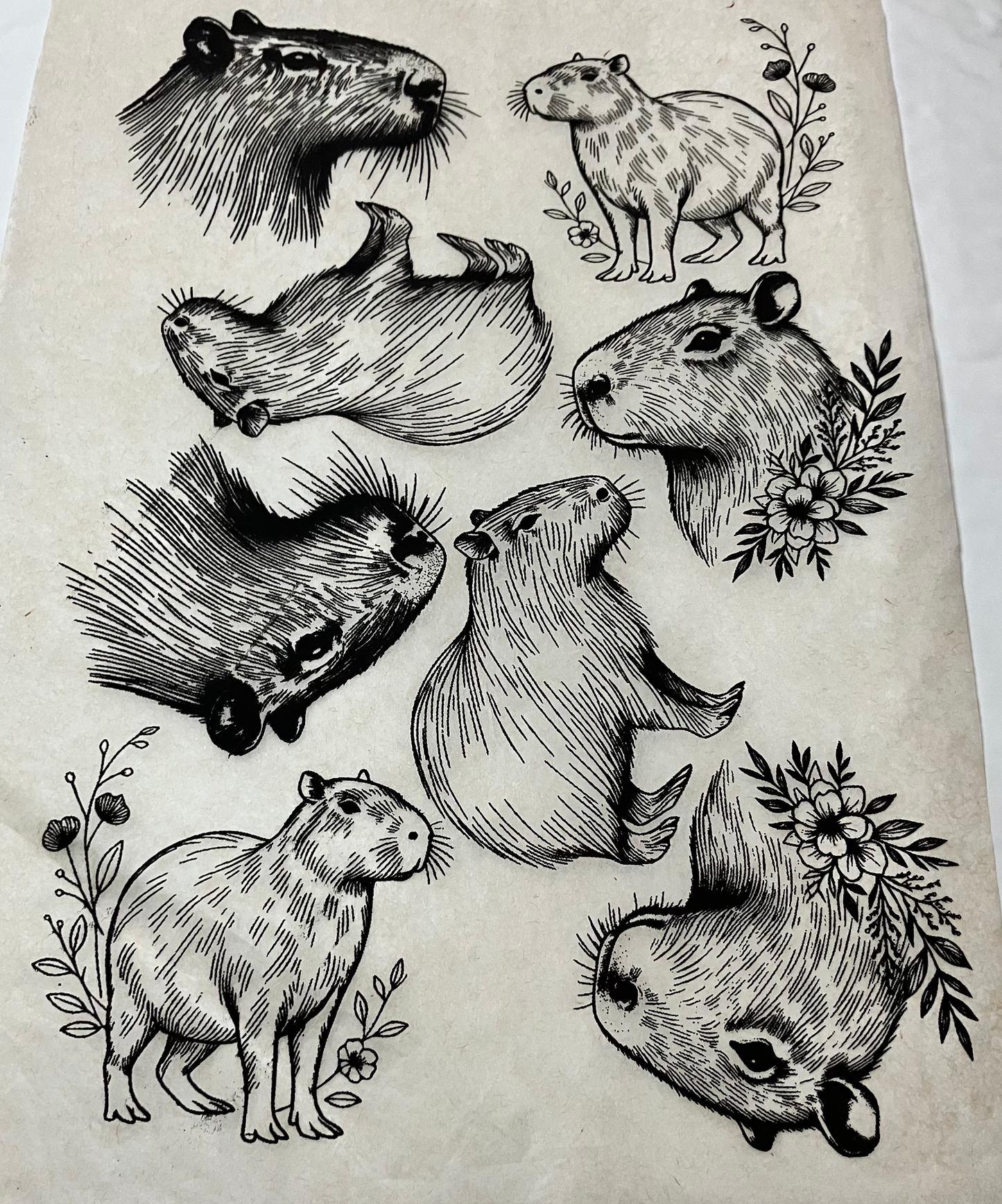 Capybaras