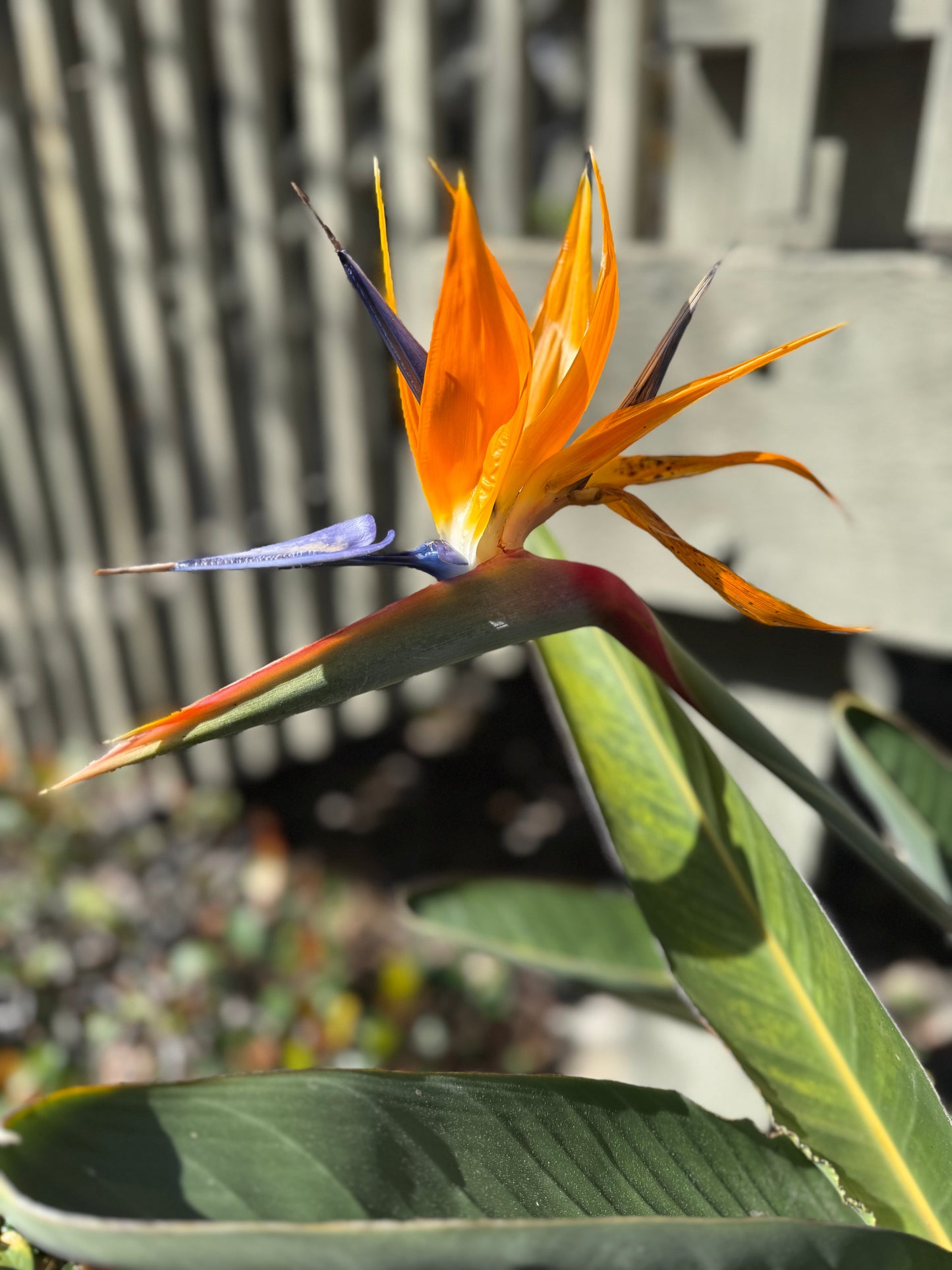 Bird of Paradise Pottery Multi-Tool