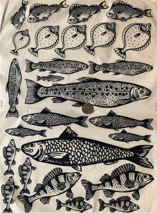 Here Fishy Fishy