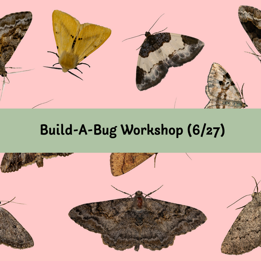 Build-A-Bug Workshop (6/27)